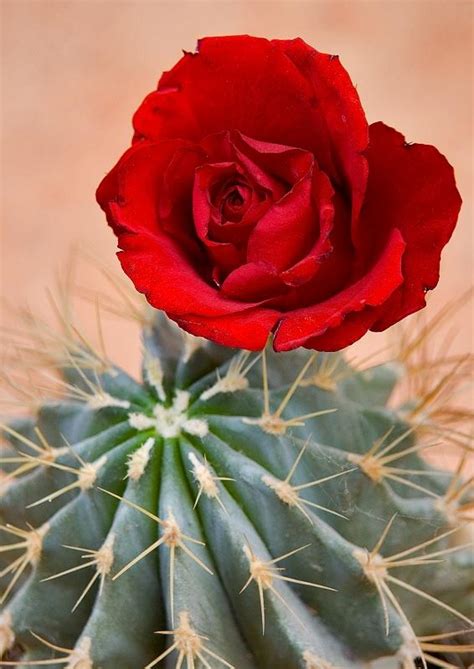 Cactus And A Rose Photo Jola Dziubinska Photos At