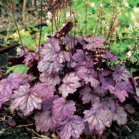 Heuchera Sugar Plum Garden Express