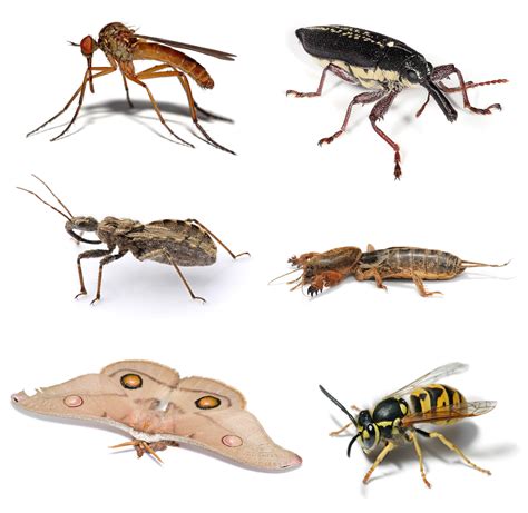 Fileinsect Collagepng Wikimedia Commons