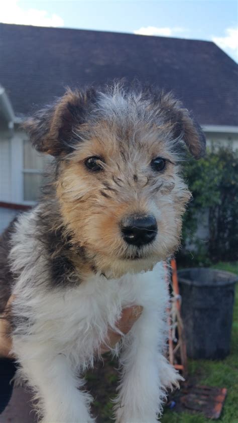 But noone has a chance against my wire hair fox terrier lola she's just the best of all lol. Wire Haired Fox Terrier Puppies For Sale | Yoncalla, OR ...