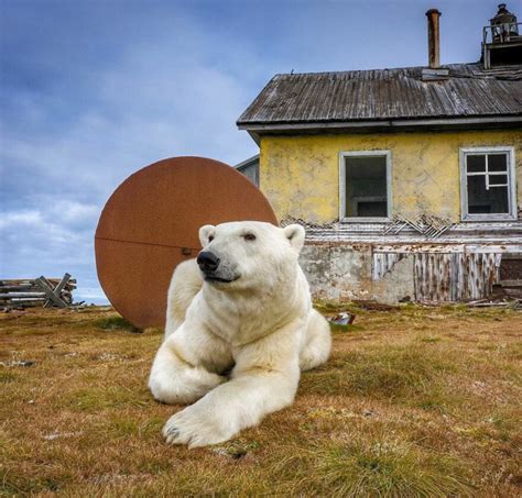Polar Bears Make Abandoned Buildings Their Homes Russian Photographer