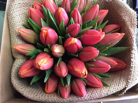 We did not find results for: Red orange tulip bridal bouquet | Tulip bridal bouquet ...
