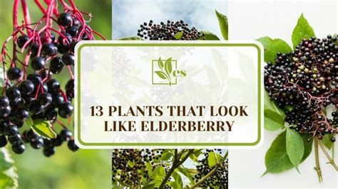 13 Plants That Look Like Elderberry Is It Safe Or Toxic Evergreen Seeds