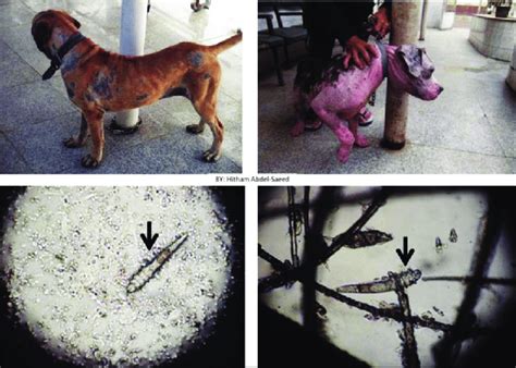 Typically only a vet can diagnose the cause of a health issue like hair loss in dogs. Dogs showing alopecia, erythema, and scaling. Microscopic ...