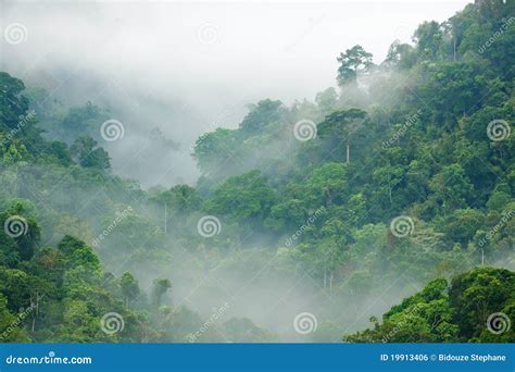 Rainforest Jungle Leaves Royalty Free Stock Photo Cartoondealer