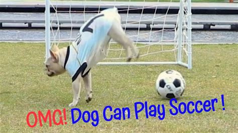 Funny Dog Farts Like A Pro 😎 Dog Playing Soccer Youtube