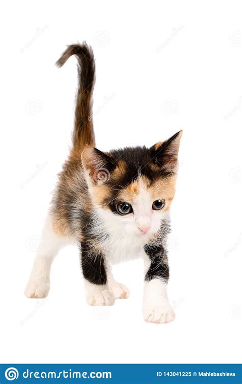 Studio Shot Of An Adorable Two Months Old Calico Kitten Stock Image
