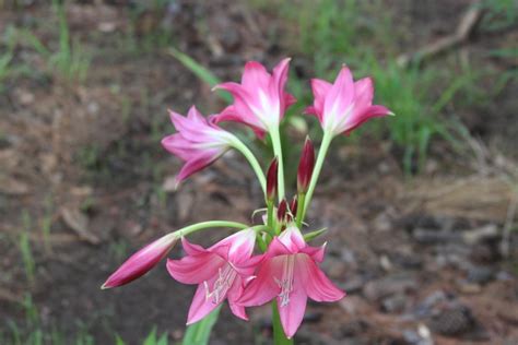 Photo Of The Bloom Of Crinum Lily Crinum Rose Parade Posted By Dave
