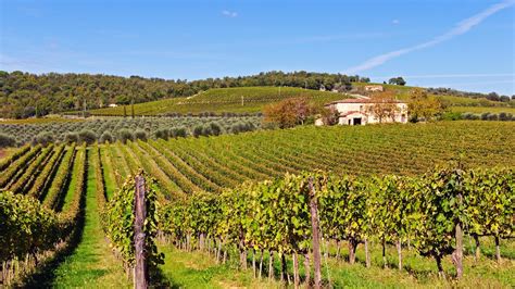 Fèlsina Castelnuovo Berardenga Tuscany Italy Winery Review Condé