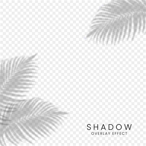 Palm Leaves Shadow Hd Transparent Palm Leaves Shadow Effect Overlay
