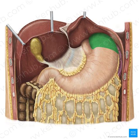 Digestive System Anatomy Organs Functions Kenhub