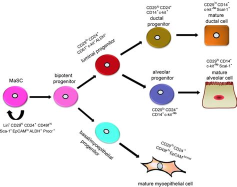 Mammary Gland Stem Cells And Their Application In Breast Cancer