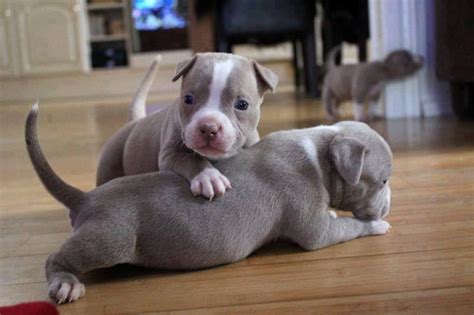 Cute Baby Pitbull Dog