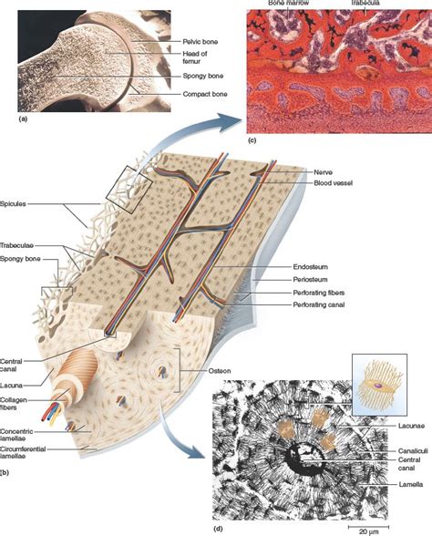 Correctly Label The Following Anatomical Parts Of Osseous Tissue Heat