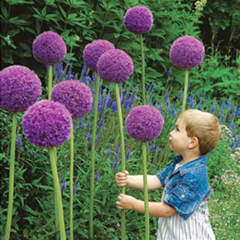 Allium Globemaster Giant 25 Seeds Perennial Flower Etsy
