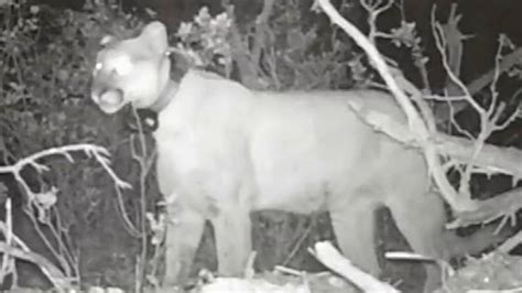 Utah Bear Steals And Eats Cougars Kill Video Shows Fox News