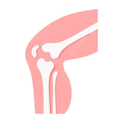 Image Of The Knee Joint Vector Cartoon Joint Bone Image Osteoporosis