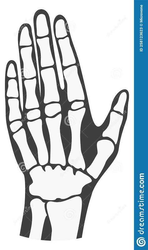 Human Palm Bones Finger Phalanges Hand Anatomy Cartoon Vector