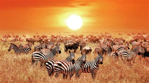 Zebras At Sunset In The Serengeti National Park Africa Tanzania