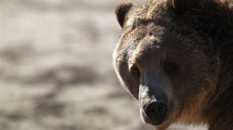 Stop Taking Bear Selfies Us Forest Service Officials Warn The