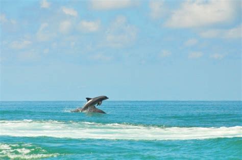 Common Wild Dolphins Playing In Gulf Florida