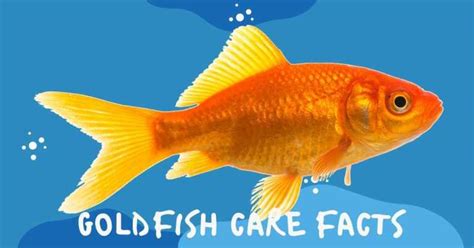 Goldfish Care Facts Biology Educare