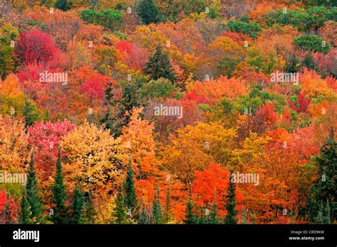 Mixed Forest In Autumn Colours Canada Ontario Algonquin Park Stock