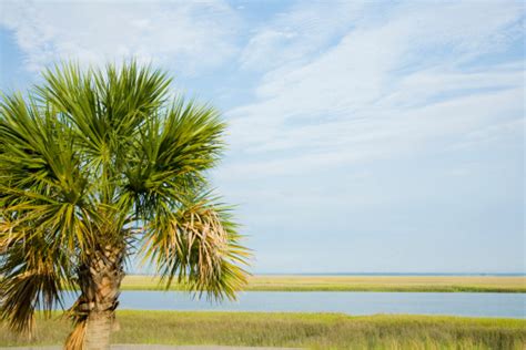 South Carolina The Palmetto State Stock Photo Download Image Now Istock