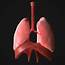 Human Lungs 3D Asset Game Ready  CGTrader