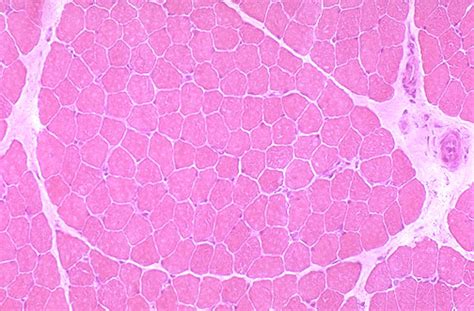 There are two ways to study bone histology. This is a cross section of skeletal muscle tissue. ~40x H...