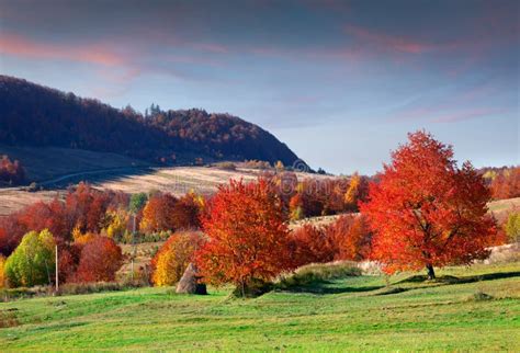 Autumn Trees In Countryside Stock Photo Image Of Colorful