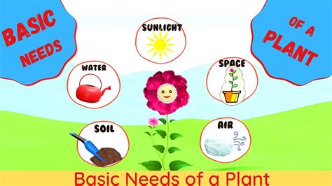Basic Needs Of A Plant Needs Of A Plant Plant Needs For Kids What