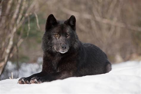 Overall rating of black wolf. The Lone Black Wolf