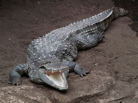 Wild Life Animal Mugger Crocodile Is Subcontinent Indian Animal