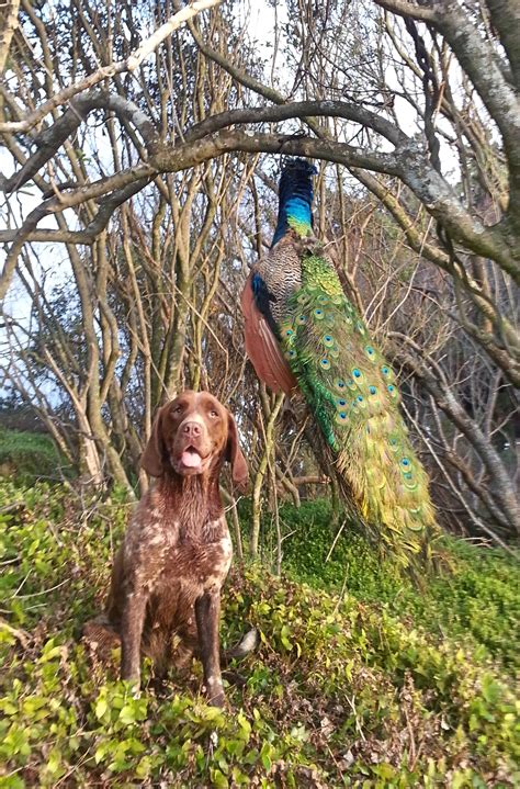 New Zealand Peacock Hunting