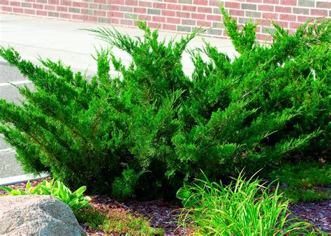 Buy Juniperus Chinensis Sea Greenchinese Juniper Conifer Kingdom