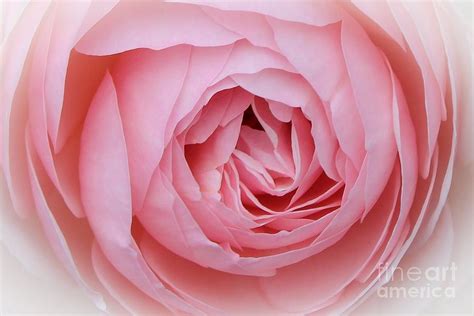 Candy Cotton Rose Photograph By Leslie Gatson Mudd Fine Art America