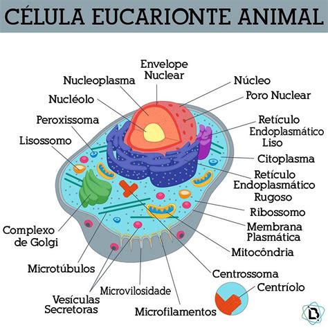 Célula Eucarionte Citologia E Biologia Molecular