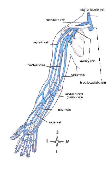 😂 Upper Extremity Veins Venous Drainage Of The Upper Limb 2019 02 11