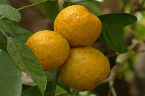 La Naranja Agria Una Fruta Tropical Que Te Sorprender Por Sus Propiedades Y Beneficios