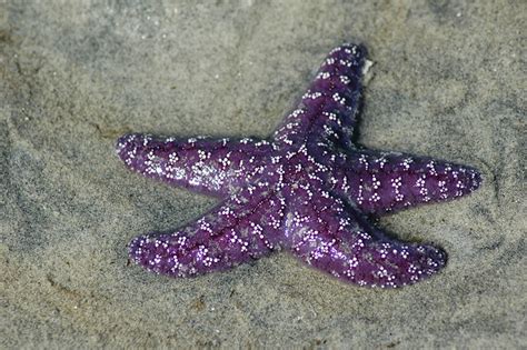 Purple Starfish Flickr Photo Sharing