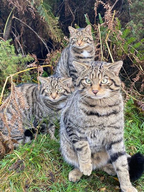 Scottish Wildcats Released At Secret Locations To Help Save Their Species