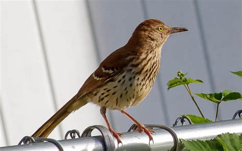 31 Backyard Birds To Know North Carolina