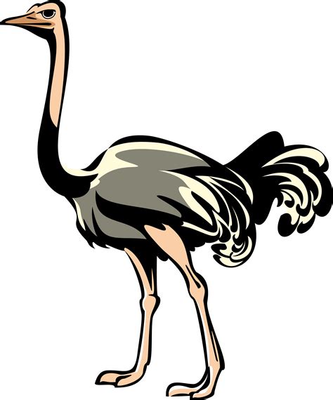 Ostrich Png Transparent Images Png All