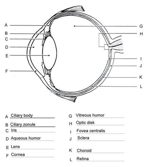 Label Of Eye Drawing And Labeling Of Eye Outer Part Humaneyediagram