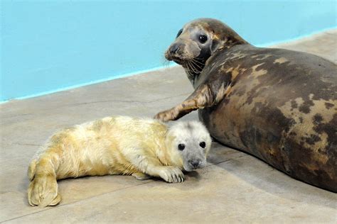 Baby Gray Seal Wallpapers Gallery