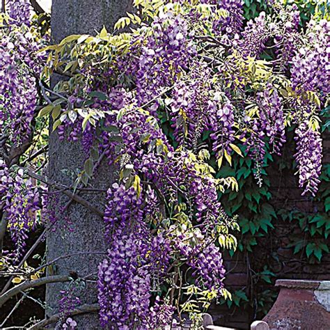 All the codes are in a working state and tested by us and use the resets to clear your statistics to the. Codes For Wisteria : 30 Beautiful Photographs Of Springtime Wisteria In London London Evening ...
