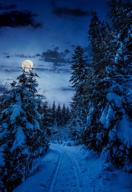 Snowy Path In The Forest At Night Stock Photos Pictures And Royalty Free