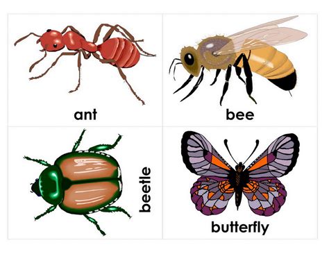 Insects Names