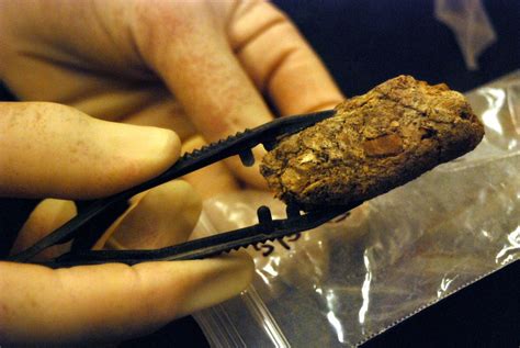The Story Behind Dino Poop The Washington Post